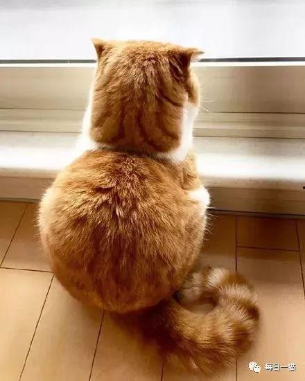 猫咪吃瓜背影图片,背影成萌宠焦点 第2张 猫咪吃瓜背影图片,背影成萌宠焦点 第2张